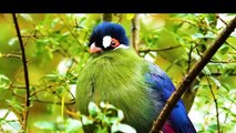AMAZING BIRDS Beautiful birds  inhabit all terrestrial on the planet earth.