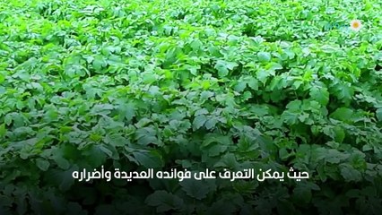 ما هو الخردل وما هي فوائده على الصحة