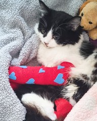 Kitty survives HUGE fall