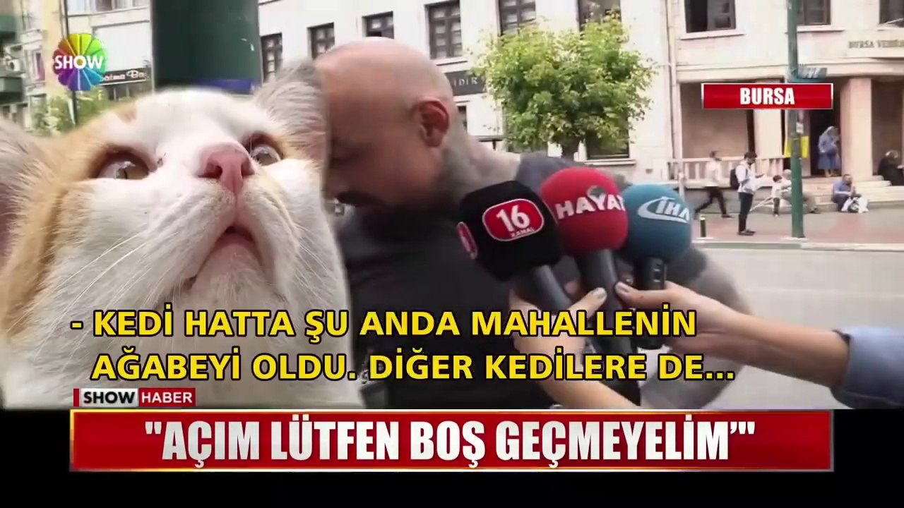 Dilenci kedi - cat in blender - blender kedi olayı