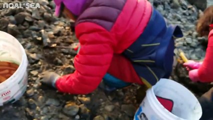 How to Catch Penis Fish and Eat - Penis Fish Fishing - Asian Strange SeaFood Fishing_3