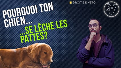 Pourquoi ton chien se lèche les pattes?