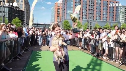 Washington, Ruth trionfa nella corsa dei chihuahua