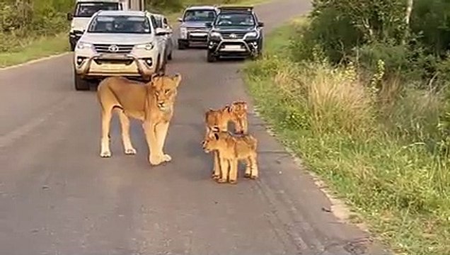 Kruger National Park Cutest Traffic Jam Ever!