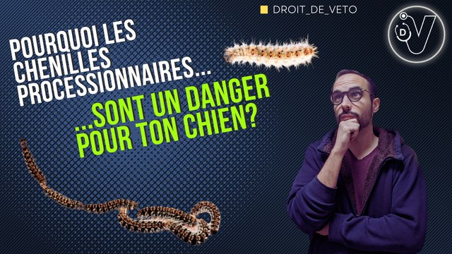 Les chenilles processionnaires sont dangereuses pour ton chien!