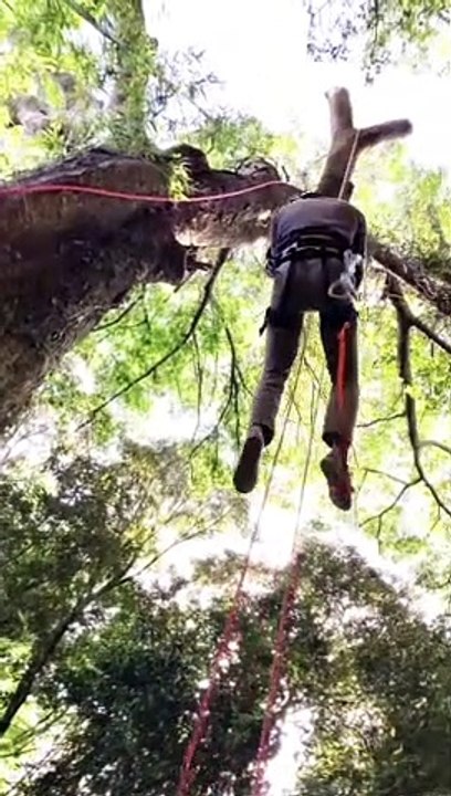 Tree climbing