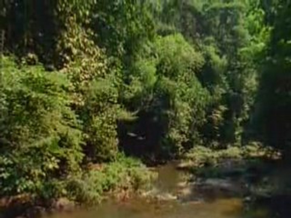 Docu - île de Barro Colorado - 3 6