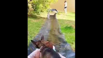 Funniest Animals Videos 2023  Try Not To Laugh Funny Dogs And Cat _2