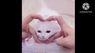 Baby cat videos-funny cat videos-funny baby cat videos-and-compilation#07