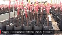 Yozgat'ta bağcılığın gelişmesi için bilimsel çalışmalar devam ediyor