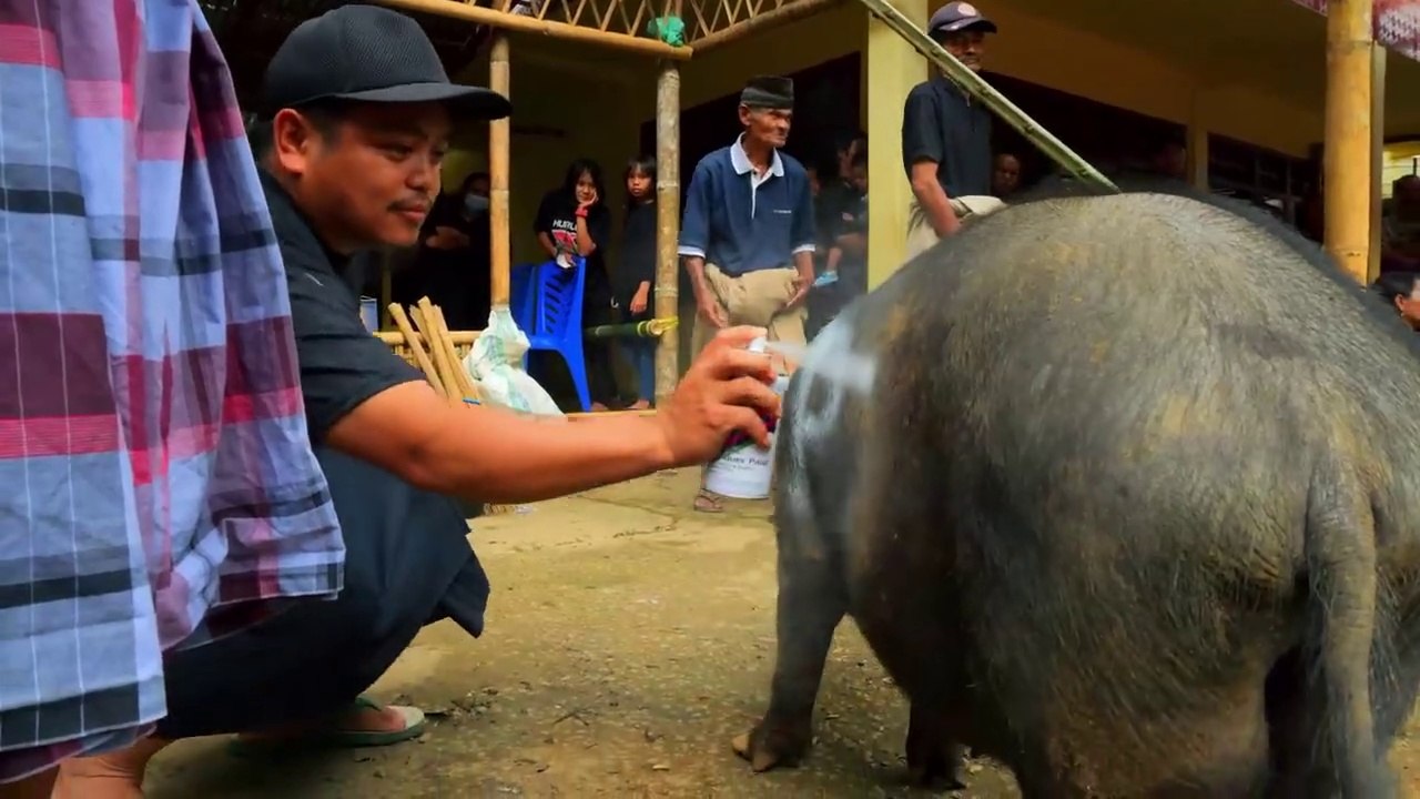 100 Buffalo, 50 Pigs, 1 Funeral!! Indonesia’s Costly Journey to Afterlife!!