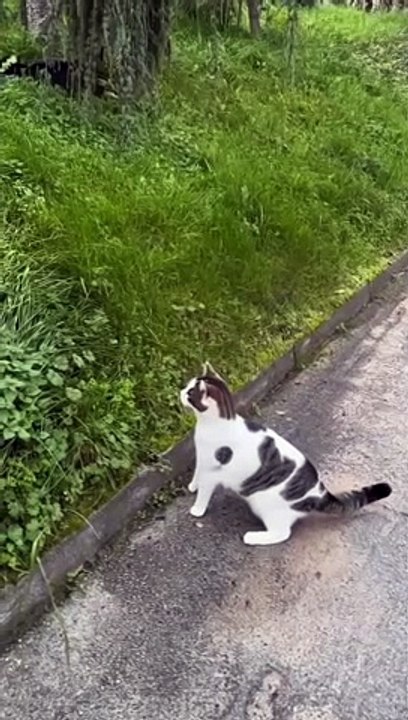 Baby dogs  cute and funny dog videos compliation | funny puppy videos