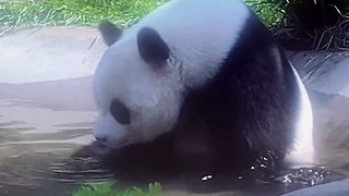 The weather is too hot, and pandas are playing in the pool.