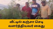 கோத்தகிரி: வீட்டில் கஞ்சா செடி வளர்த்தி விற்பனை செய்தவர் கைது!