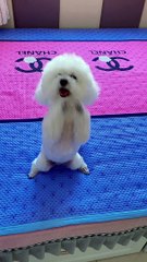 Try Not To Laugh Challenge - Funny Cat & Dog compilation