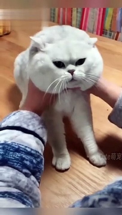 Try Not To Laugh Challenge - Funny Cat & Dog compilation