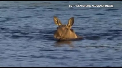 In Svezia spopola il "reality" sulle alci