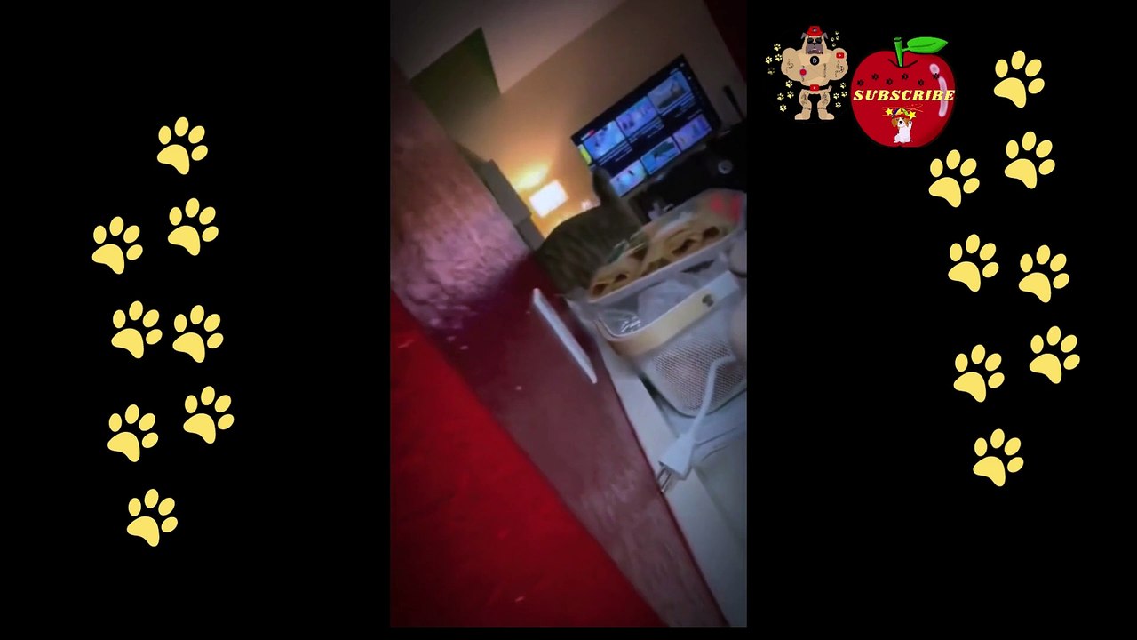 funny dog reaction when saw a mirror