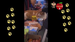 funny dog wants to put off underwear of