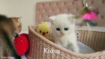 British shorthair kittens of a rare color