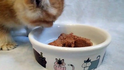 British kitten eating tasty food _ The kitten is hungry