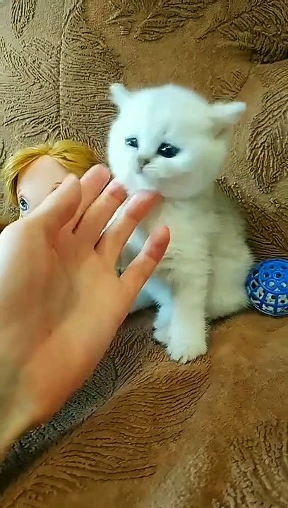 British Shorthair kittens ❤️