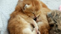 British Shorthair kittens yawns