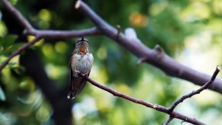 AMAZING BIRDS Beautiful birds  inhabit all terrestrial on the planet earth