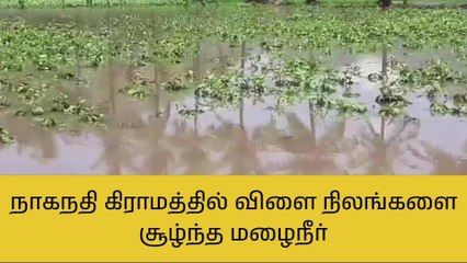 வேலூர்: விளை நிலங்களை சூழ்ந்த மழைநீர் - வேதனையில் விவசாயிகள்!