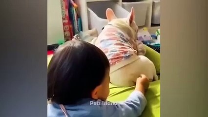 LOL_Amimal_Memes_-_Funniest_Animals_Video_%F0%9F%98%BA%F0%9F%90%B6_2023___Pets_Island(360p)