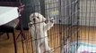 Silly Puppy Fails At Escaping From Cage