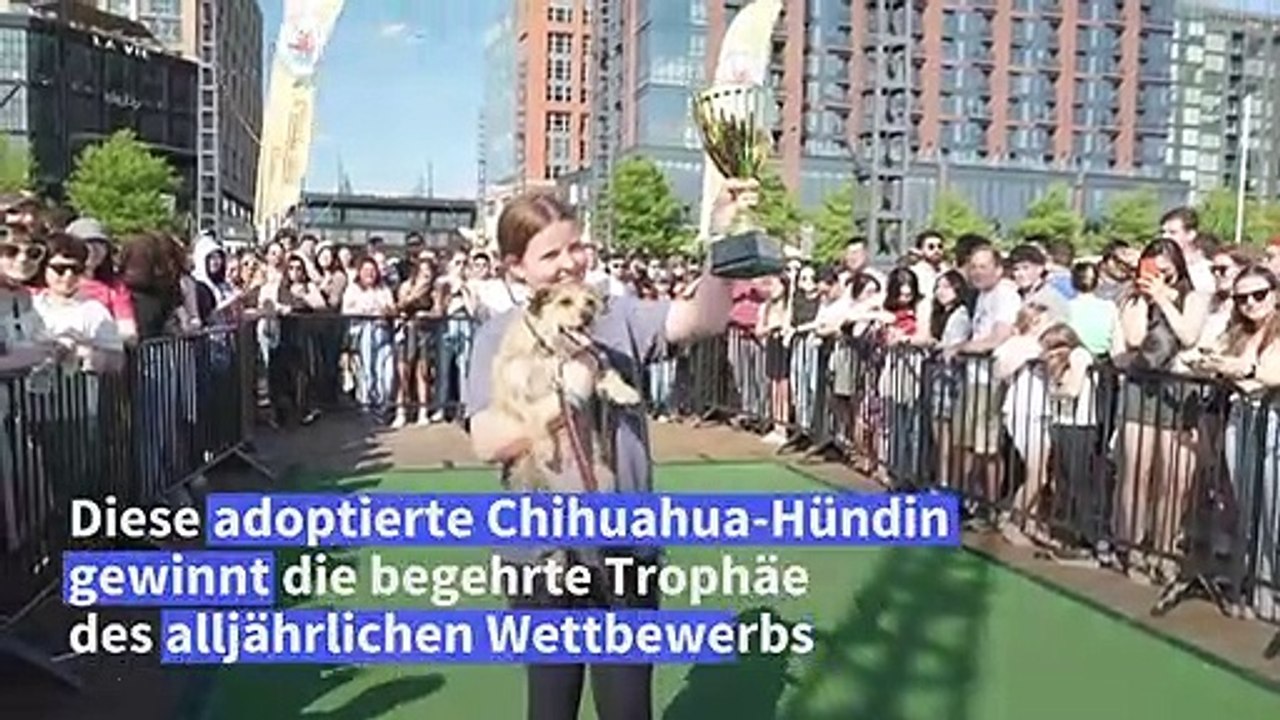 In Washington laufen 150 Chihuahuas um die Wette