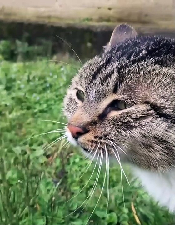 Funny cats dogs