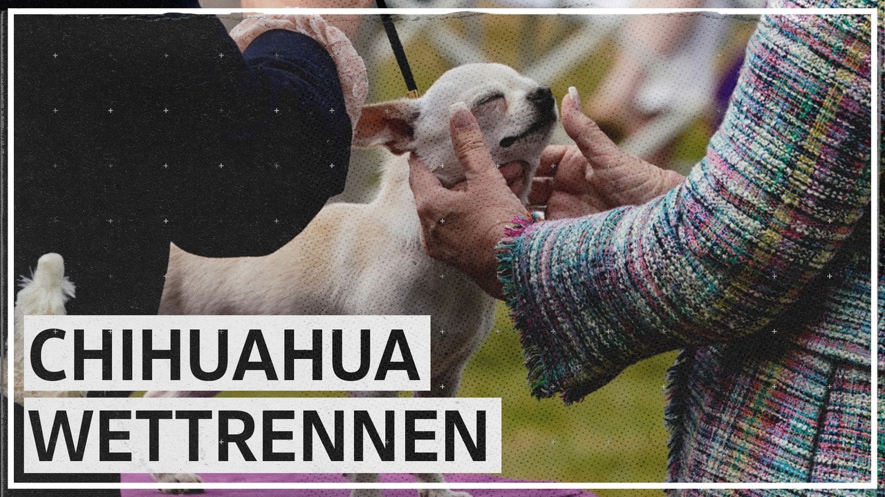 Chihuahua Wettrennen für guten Zweck