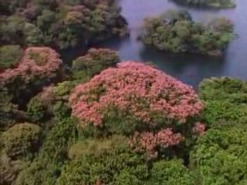 Docu - île de Barro Colorado - 1 6