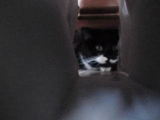 Yeux d'un magnifique et bizarre petit chat