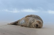 Horny seals are dying young after having too much sex