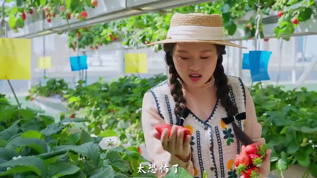 One Fruit for a Table: Colorful Strawberries in Colorful Yunnan: Which One Is Your Favorite?