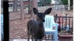 Curious Deer Peers Through Window of California Home