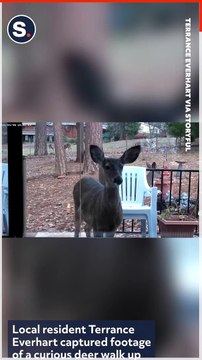 Curious Deer Peers Through Window of California Home