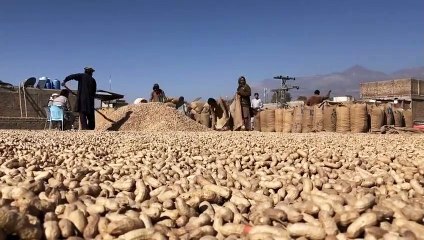 Peanut_ bundles of peanut