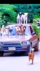 War of dogs and monkeys 