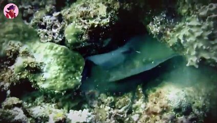 15 erbarmungslose Jagden durch wilde Tiere