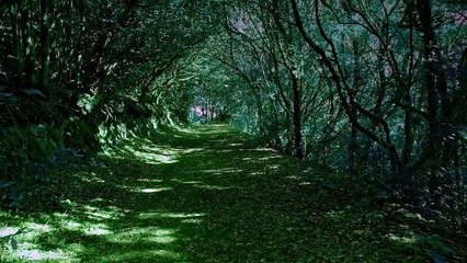 BEAUTIFUL REAXING MUSIC AND SOUND OF BIRDS IN THE FOREST (RELAXING SLEEP MUSIC)