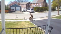 Duo of Dog and Owner Defends Themselves as They Get Attacked by Cats on Street During Their Walk
