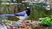 The World's Most Beautiful Birds, Breathtaking Nature, Soothing Bird Sounds, Relieve Stress  Anxiety breathtaking bird sounds and nature