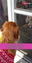 Dog Happy Seeing Her Grandparents And Friends || Heartsome