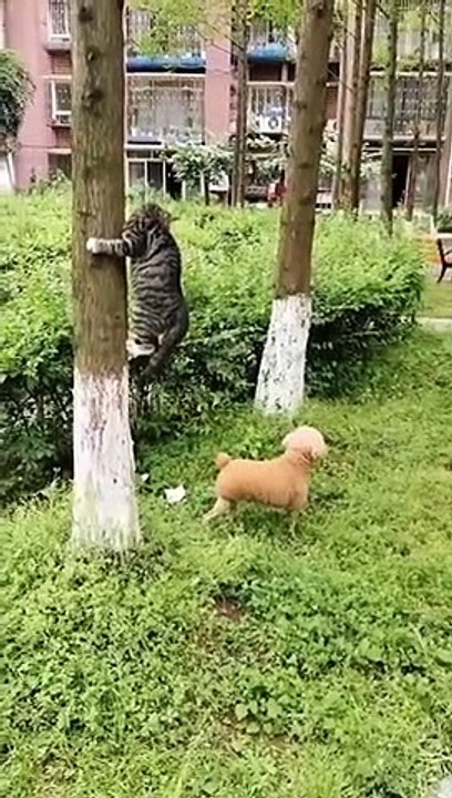 Funny Animals Video "Laugh Out Loud with Hilarious Animals"