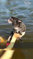 Chihuahua Starts 'Swimming' Before Entering Water || Best of Internet