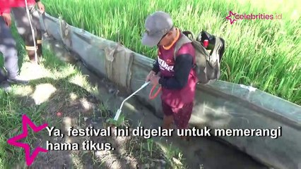 Festival Gropyok Tikus Berhadiah Rp3 Ribu per Ekor, Ratusan Petani Gresik Langsung Berburu